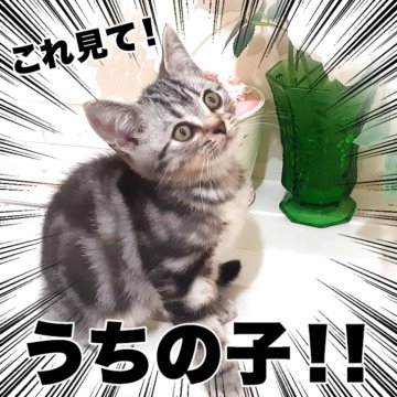 アメリカンショートヘア