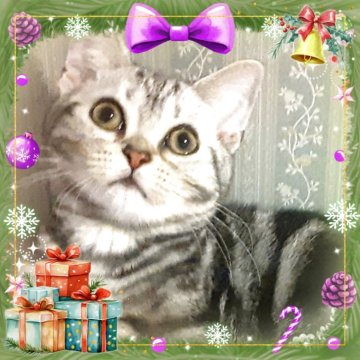 アメリカンショートヘア【東京都・女の子・2025年4月11日・シルバークラシックタビー🍀可愛い❤️動画更新😻（両親優秀血統💐素敵プリンセス）】の写真「天真爛漫🌟美の化身🌟私の足に抱きつく妖精💖」