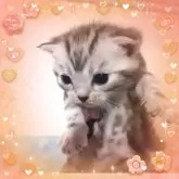 アメリカンショートヘア