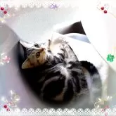 アメリカンショートヘア