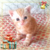 アメリカンショートヘア