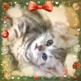 アメリカンショートヘア