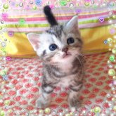 アメリカンショートヘア