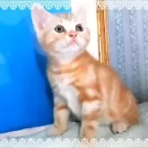 アメリカンショートヘア