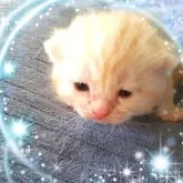 アメリカンショートヘア