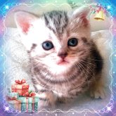 アメリカンショートヘア