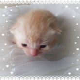 アメリカンショートヘア