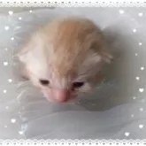 アメリカンショートヘア