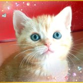 アメリカンショートヘア