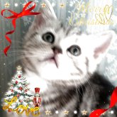 アメリカンショートヘア