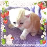 アメリカンショートヘア