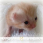 アメリカンショートヘア