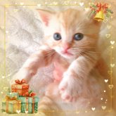 アメリカンショートヘア