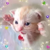 アメリカンショートヘア