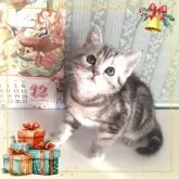 アメリカンショートヘア