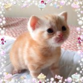 アメリカンショートヘア