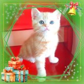 アメリカンショートヘア