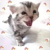 アメリカンショートヘア