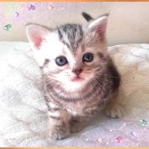 アメリカンショートヘア