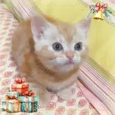 アメリカンショートヘア