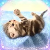 アメリカンショートヘア