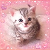 アメリカンショートヘア