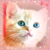 アメリカンショートヘア