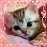 アメリカンショートヘア