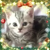 アメリカンショートヘア