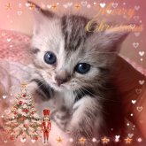 アメリカンショートヘア