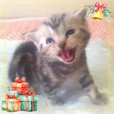 アメリカンショートヘア