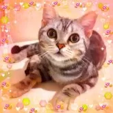 アメリカンショートヘア