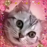 アメリカンショートヘア【東京都・女の子・2025年4月11日・シルバークラシックタビー🍀可愛い❤️動画更新😻】の写真4「ハッピーフェイス😻性格良好🌼毎日エンジン全開で遊ぶの大好き❤️」