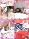 アメリカンショートヘア【東京都・女の子・2025年4月11日・シルバークラシックタビー🍀可愛い❤️動画更新😻】の写真4「ハッピーフェイス😻撮影日　様々です　性格良好🌼最良の御縁を願っております🍀」