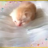 アメリカンショートヘア【東京都・男の子・2025年10月20日・優秀血統、癒されるカメオ王子👑】の写真4「お昼寝中　」