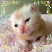 アメリカンショートヘア【東京都・男の子・2025年10月20日・優秀血統、癒されるカメオ王子👑】の写真5「お顔立ちがハッキリして可愛い❤️私のお気に入りの写真です😊」