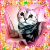 アメリカンショートヘア【東京都・女の子・2025年4月11日・シルバークラシックタビー🍀可愛い❤️動画更新😻】の写真5「性格良好！容姿端麗粒羅な瞳がチャーミング💕私のお気に入り😻💖☺️　」