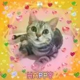 アメリカンショートヘア【東京都・女の子・2025年4月11日・シルバークラシックタビー🍀可愛い❤️動画更新😻】の写真8「JewelryフェイスのゴージャスなRiZ🌹」