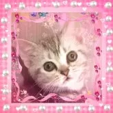 アメリカンショートヘア【東京都・女の子・2025年4月11日・シルバークラシックタビー🍀可愛い❤️動画更新😻】の写真9「可愛いく品の良いお顔は優秀血統の証💖幼い頃からときめくような、美少女💕」