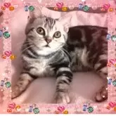 アメリカンショートヘア【東京都・女の子・2025年4月11日・シルバークラシックタビー🍀可愛い❤️動画更新😻】の写真9「おしゃまな可愛い女の子💕遊ぶのに夢中な元気印の女の子😻💕😊」