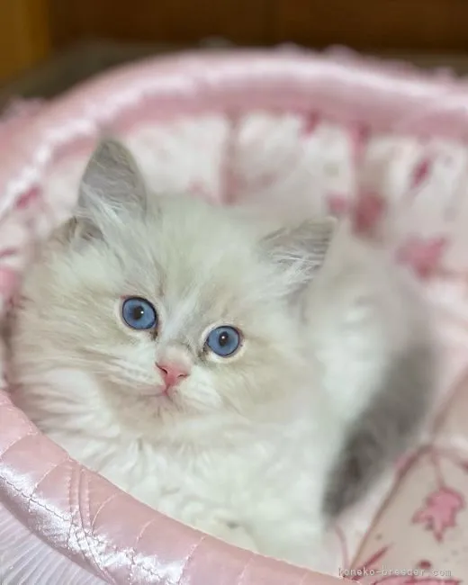 ID:2205-01700の子猫