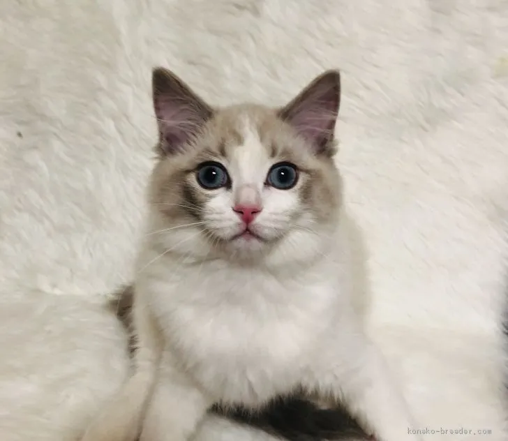 ID：2101-00759の子猫