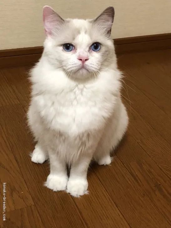 ID：1910-00473の子猫