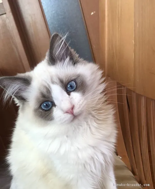 ID:1801-00333の子猫