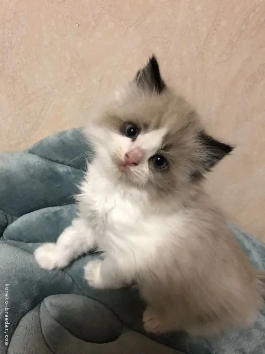 まーちゅん 様のお迎えした子猫