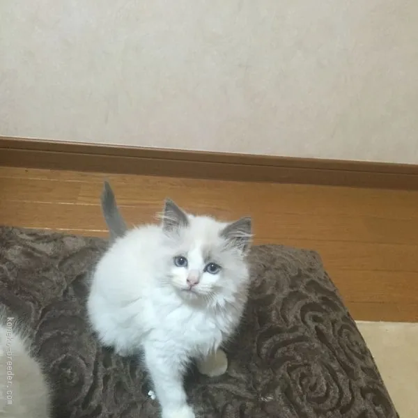 ID：1511-00154の子猫