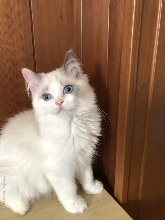 ID：1904-01566の子猫