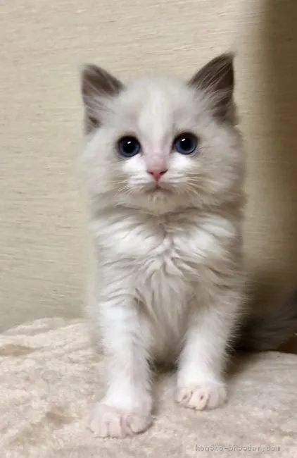 ID：1904-01576の子猫