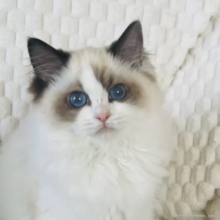 ID:2403-02913の子猫