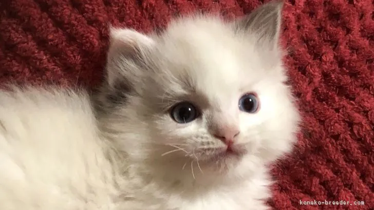 ID:1812-00918の子猫